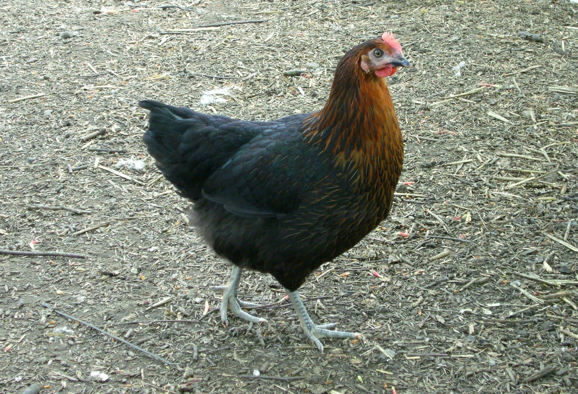 Laying hens for sale at point of lay good layers