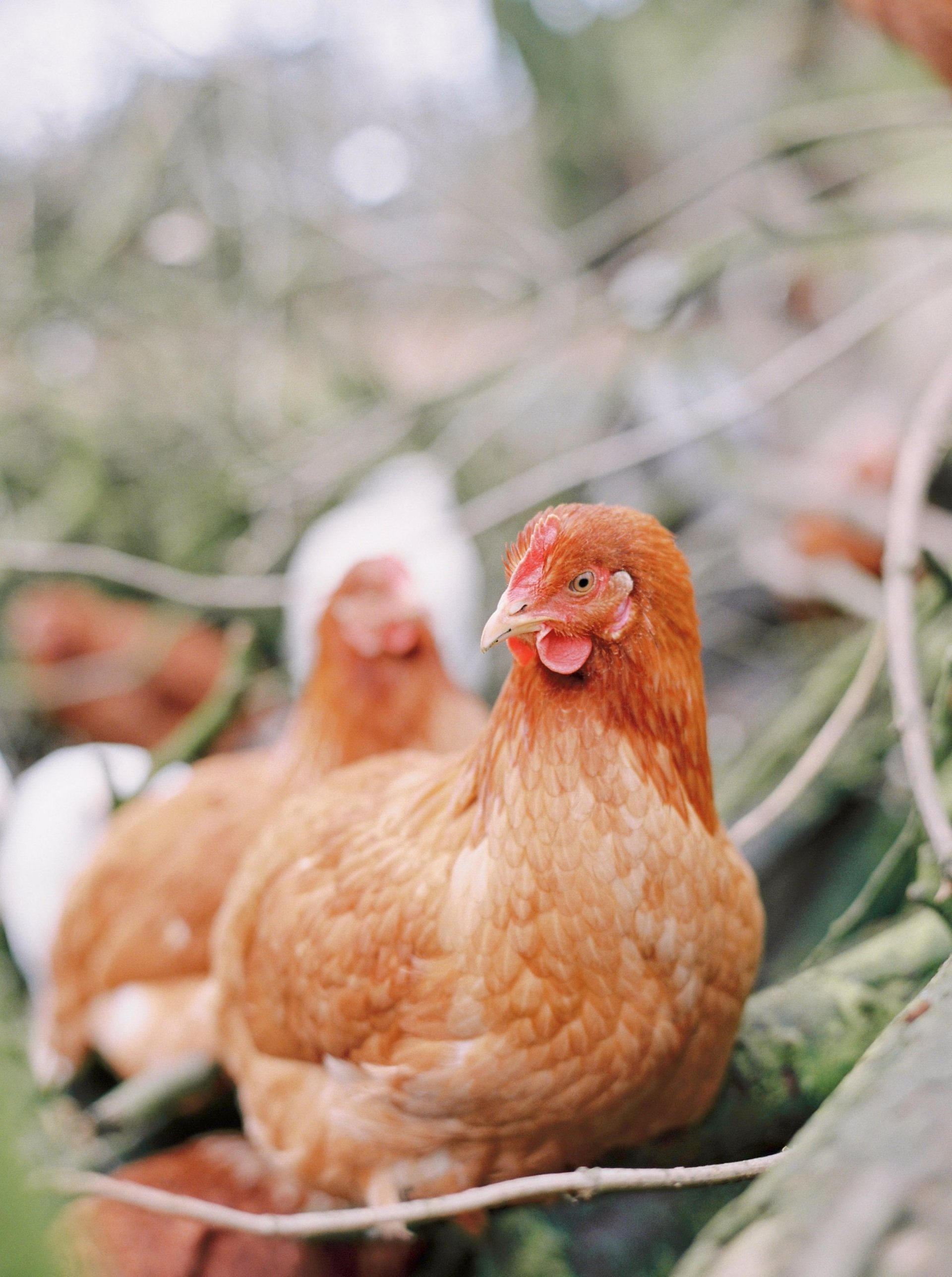 Hens for sale at Durham Hens