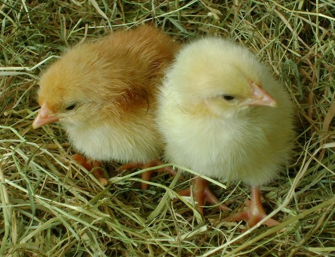 How to tell if your chicks are male or female