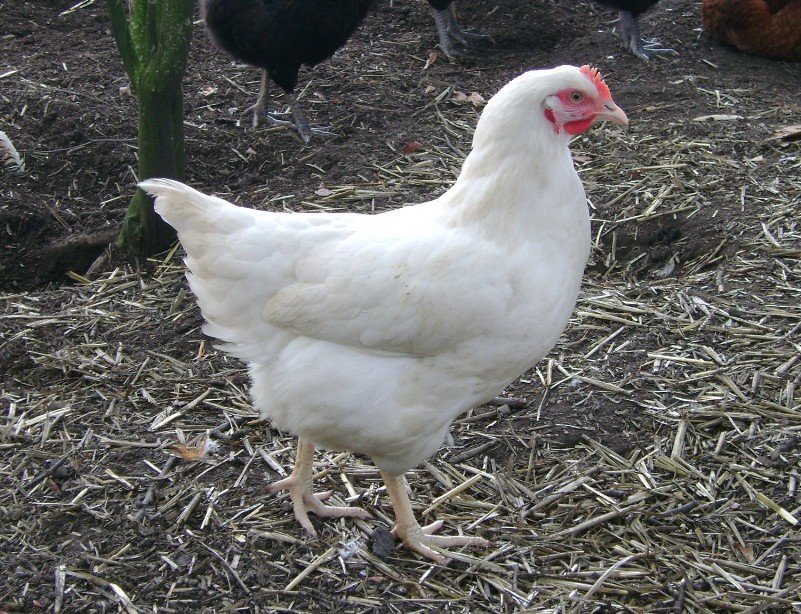 Laying hens for sale at point of lay good layers
