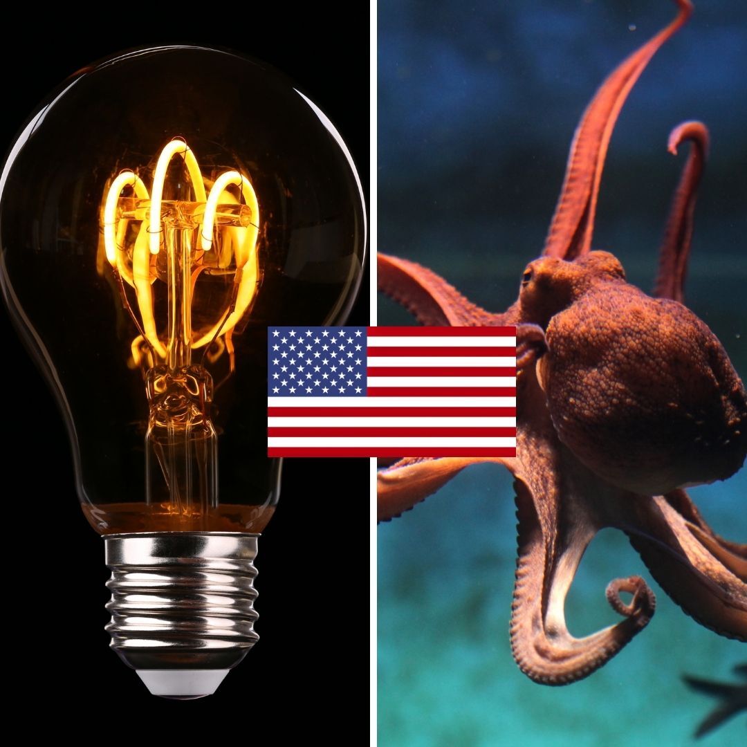 Bulb and Octopus both venture across the pond to expand in the USA