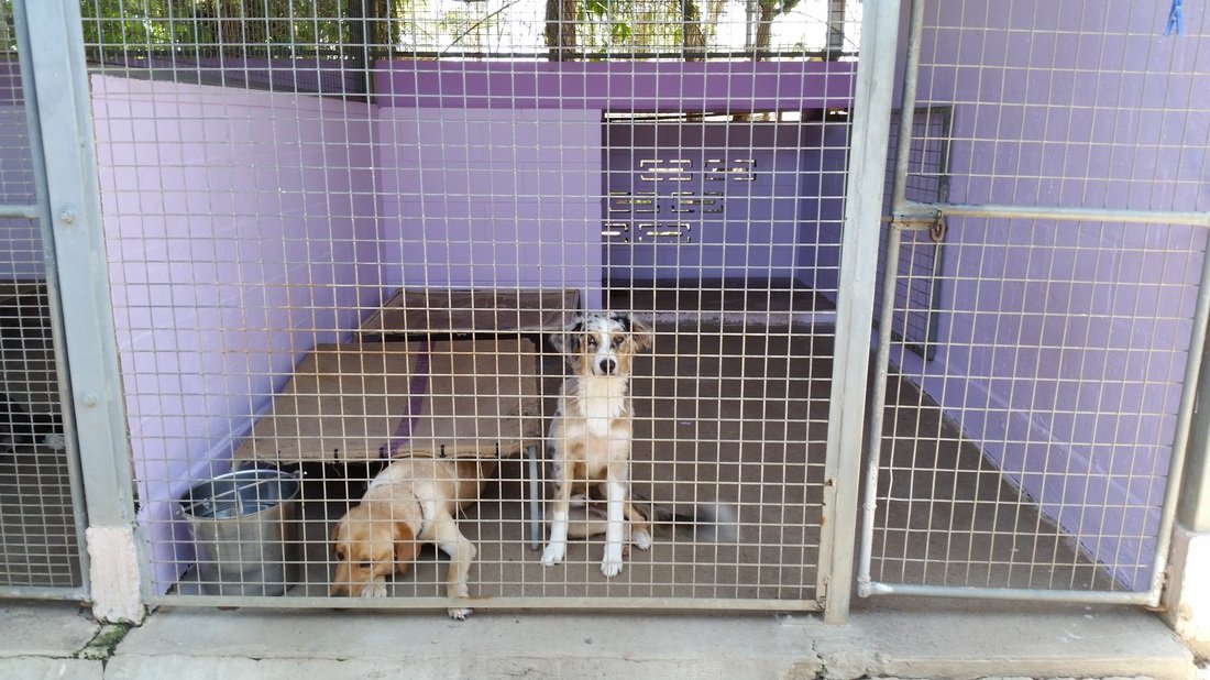 View Our Gallery Homebush Boarding Kennels & Cattery