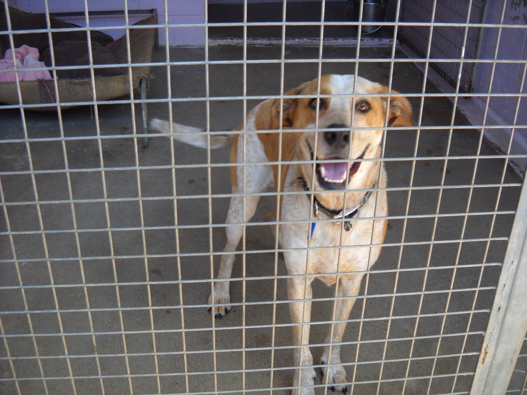 About Us Homebush Boarding Kennels & Cattery