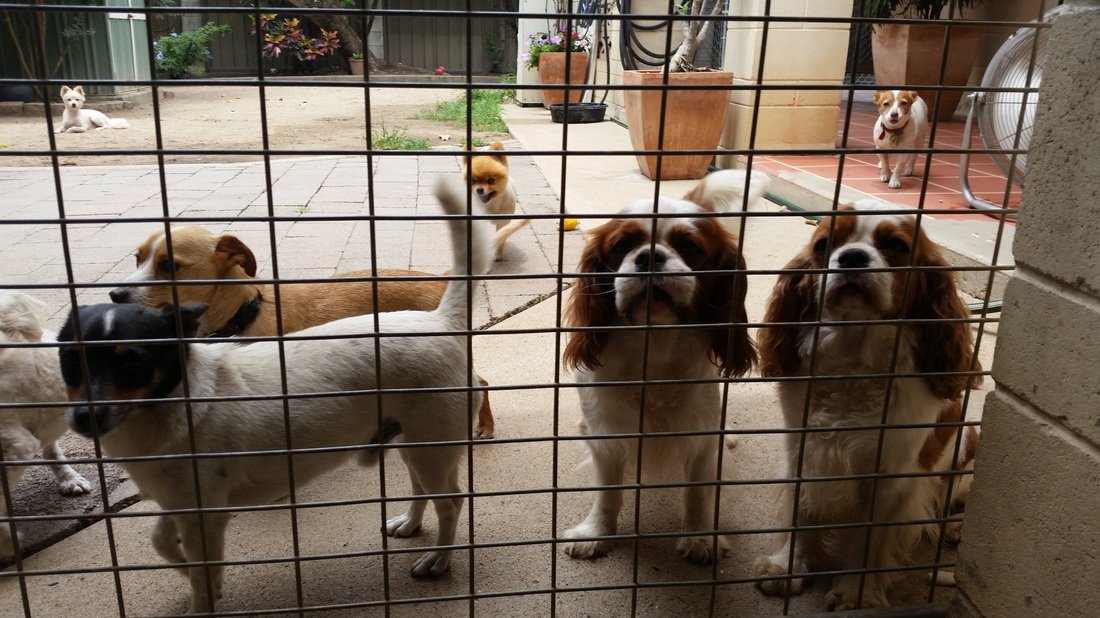 View Our Gallery Homebush Boarding Kennels & Cattery