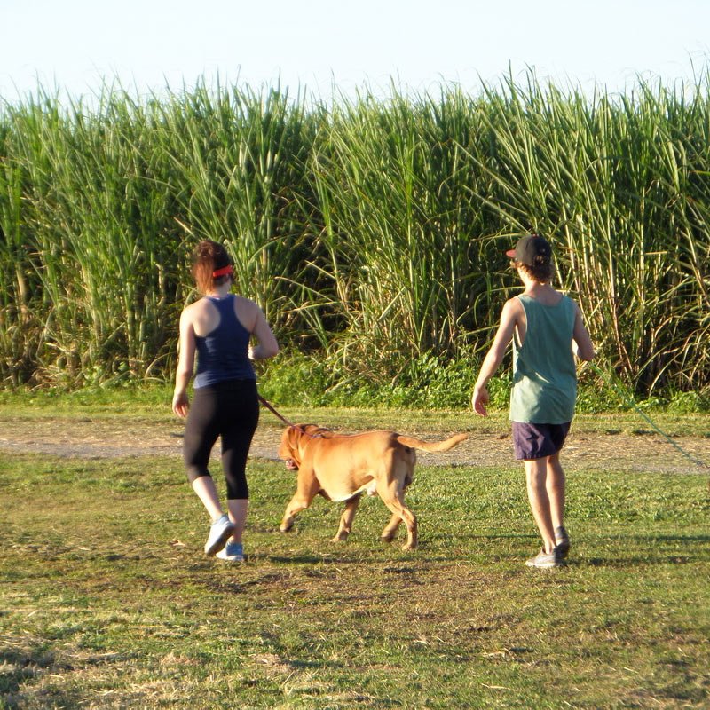 Home Homebush Boarding Kennels & Cattery