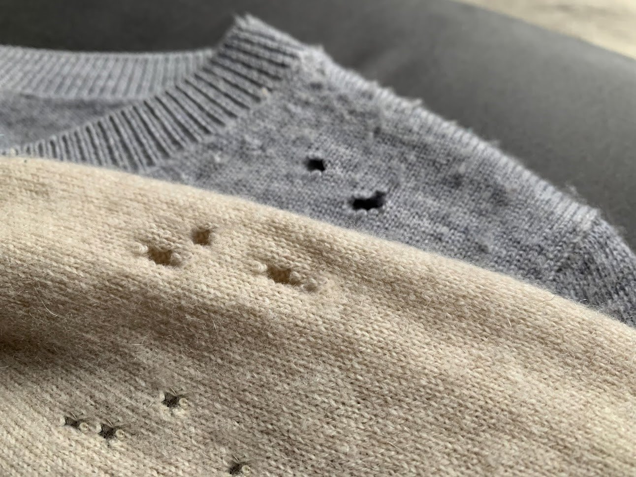 6 Pests That Can Destroy Your Clothing