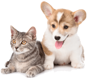 Vendita Di Cani Gatti E Uccelli Verona Blu Pet