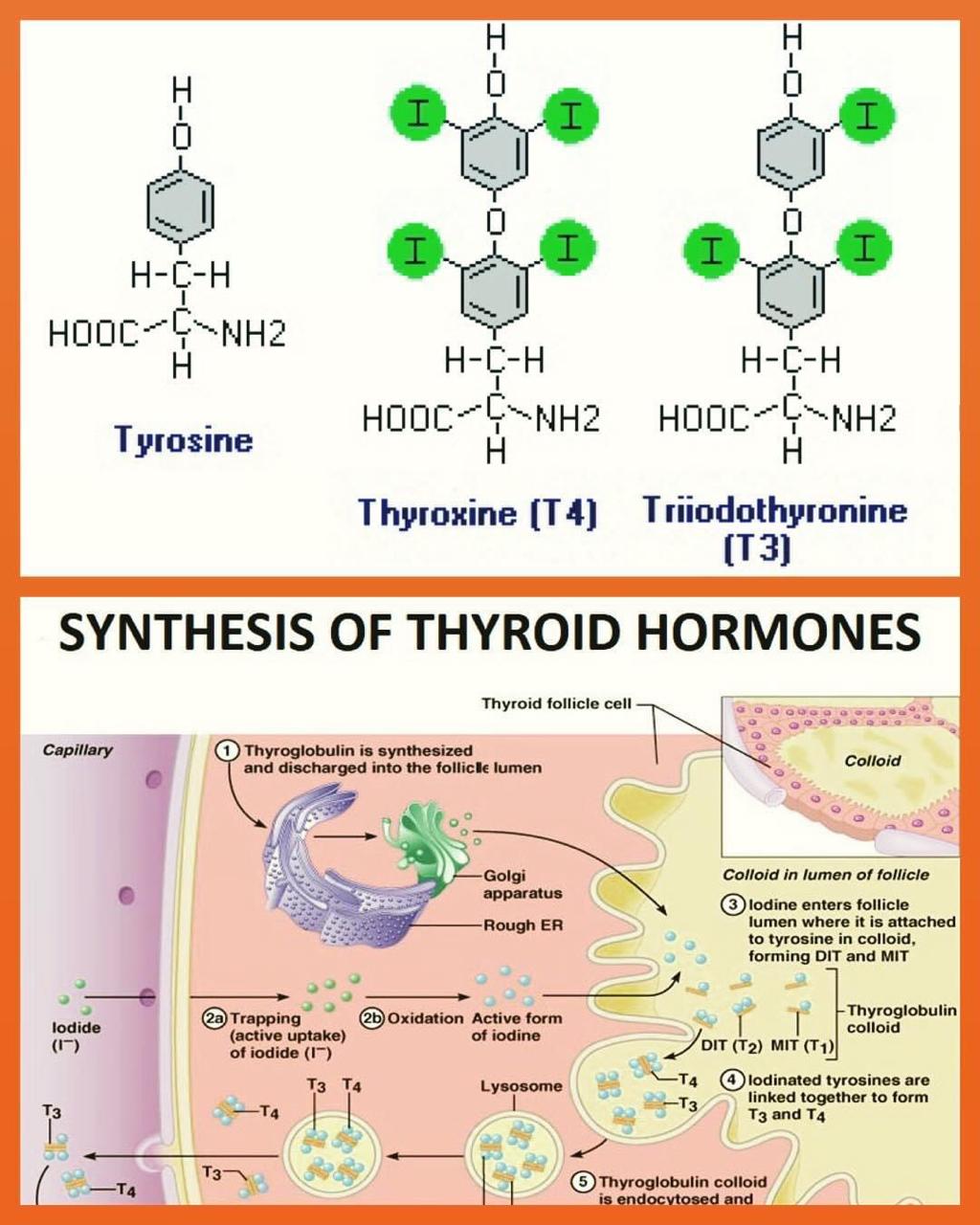 Hormônios Tireoideanos: Qual Sua Importância para a Saúde?