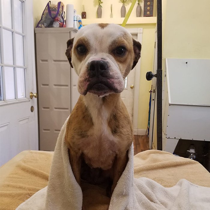 Pet Boarding, Daycare, Grooming Top Dog Kennel Asheville, NC