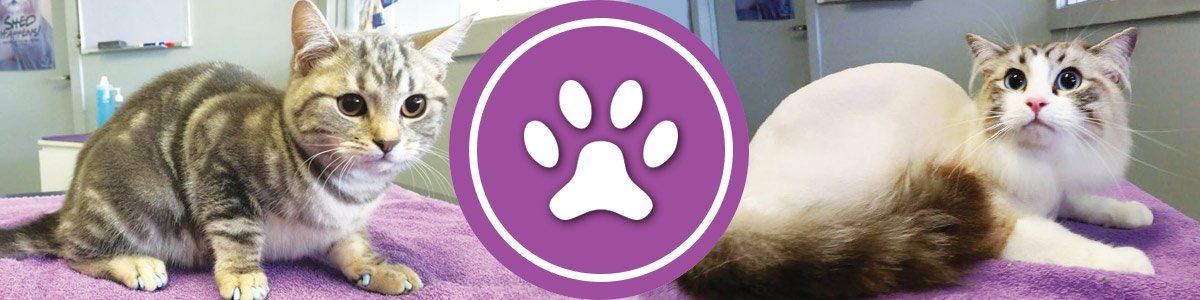 pretty kitty all natural cat grooming black and white colour two kittens