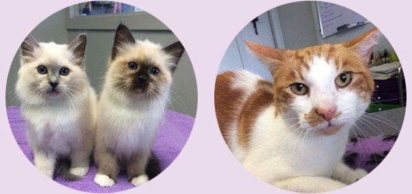 pretty kitty all natural cat grooming three kittens