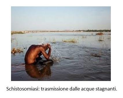 i parassiti sono più comunemente associati