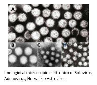 infezione da protozoi