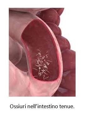 parassita intestinale maschile