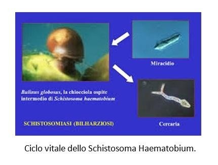 parassiti dello stomaco e cancro