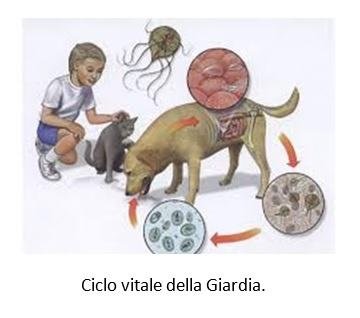 parassiti dei vermi di sangue congelati parassiti dei vermi di sangue congelati