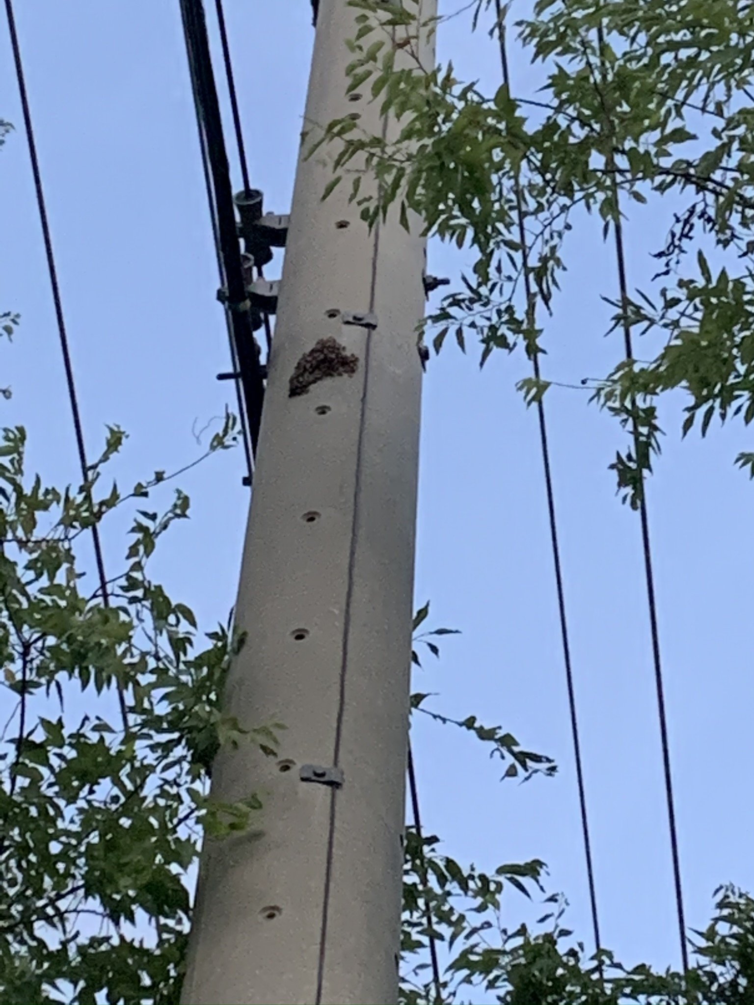 Bee Control Services Bryan, TX Binford Insect Control