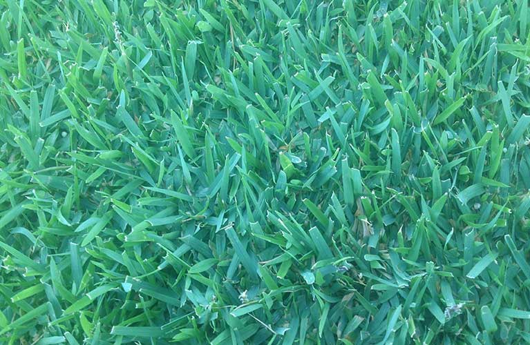 Empire Zoysia in Perth Westland Turf