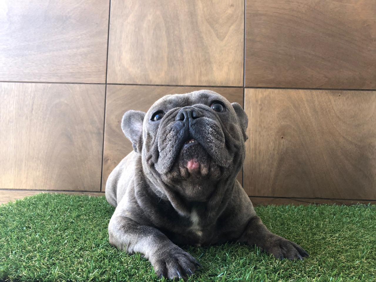 Bulldog Frances en Morelos Criadero Bulldogs Mexico