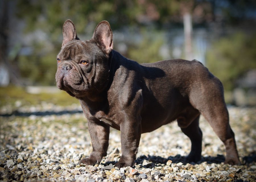Bulldog Frances en Aguascalientes Criadero Bulldogs Mexico