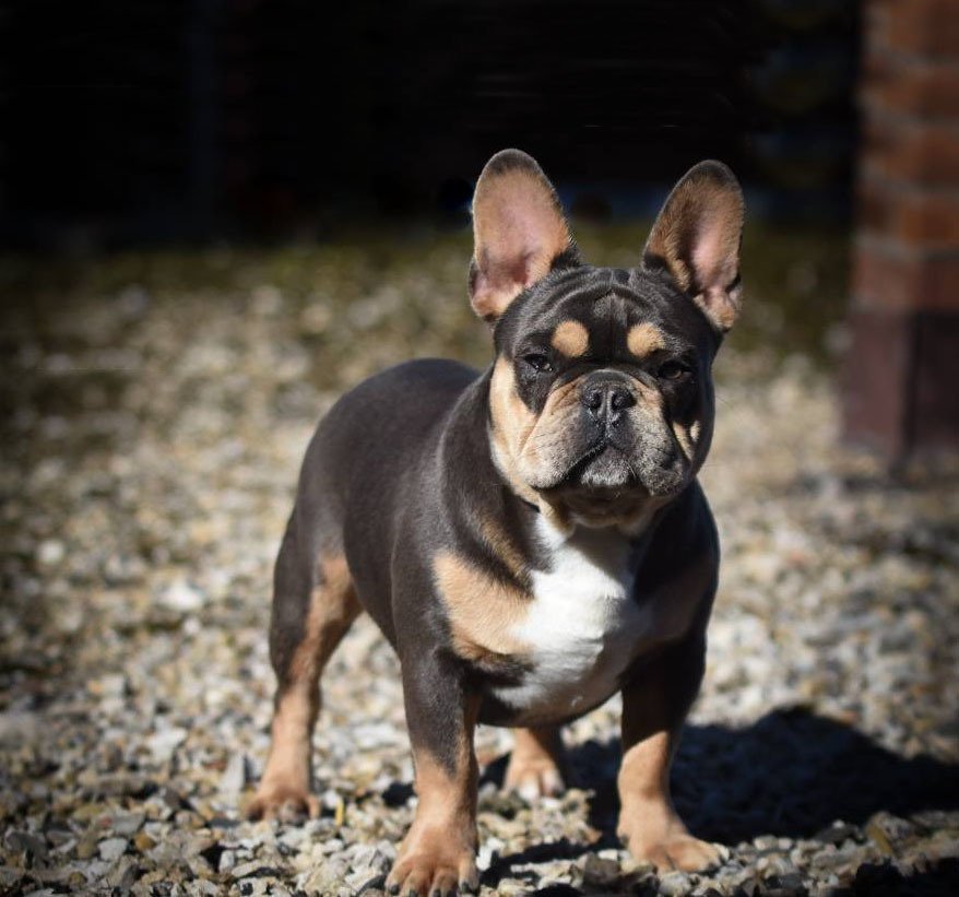 Bulldog Frances con Pedigree Criadero Bulldogs Mexico