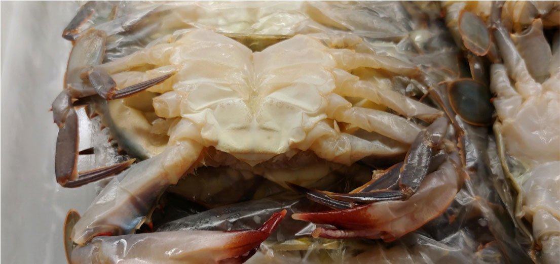 Fresh Seafood York, PA York Fish & Oyster Co