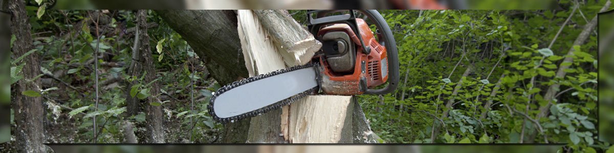 arbor barber tree services tree cutting