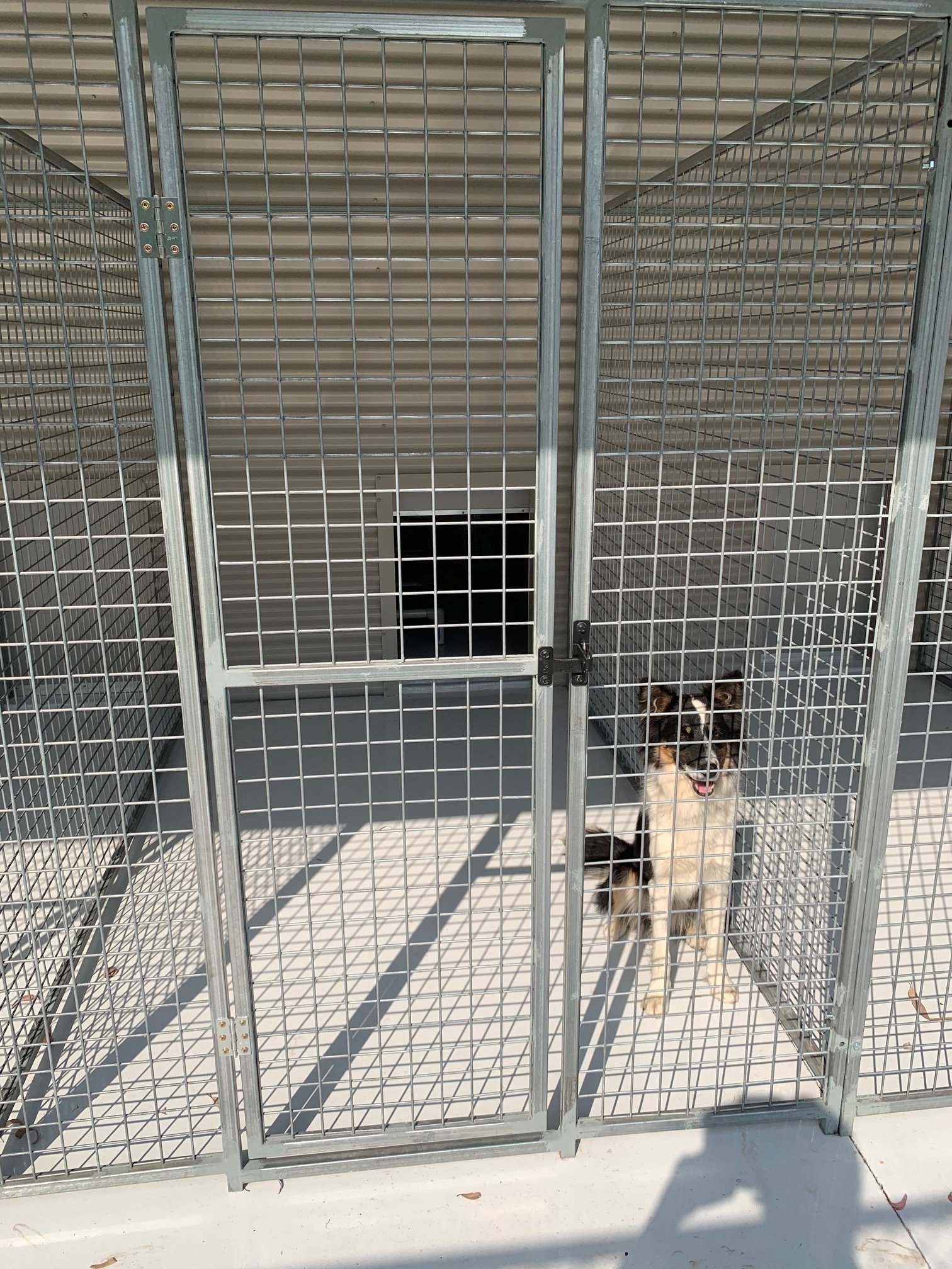 Dog Boarding & Daycare in Lake Macquarie, Newcastle Hunter Dog Centre