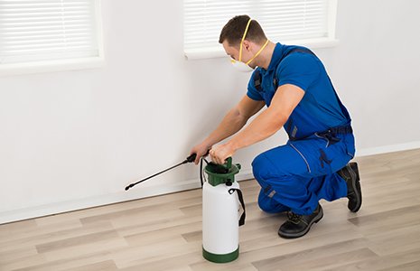 Male worker spraying pesticide on wall at home