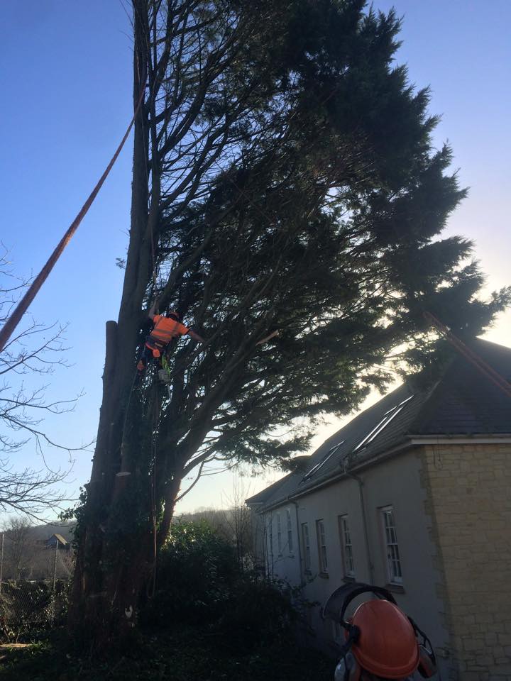 Gallery - Harris Tree Care