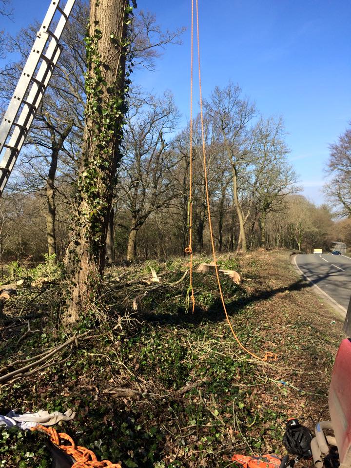 Gallery - Harris Tree Care