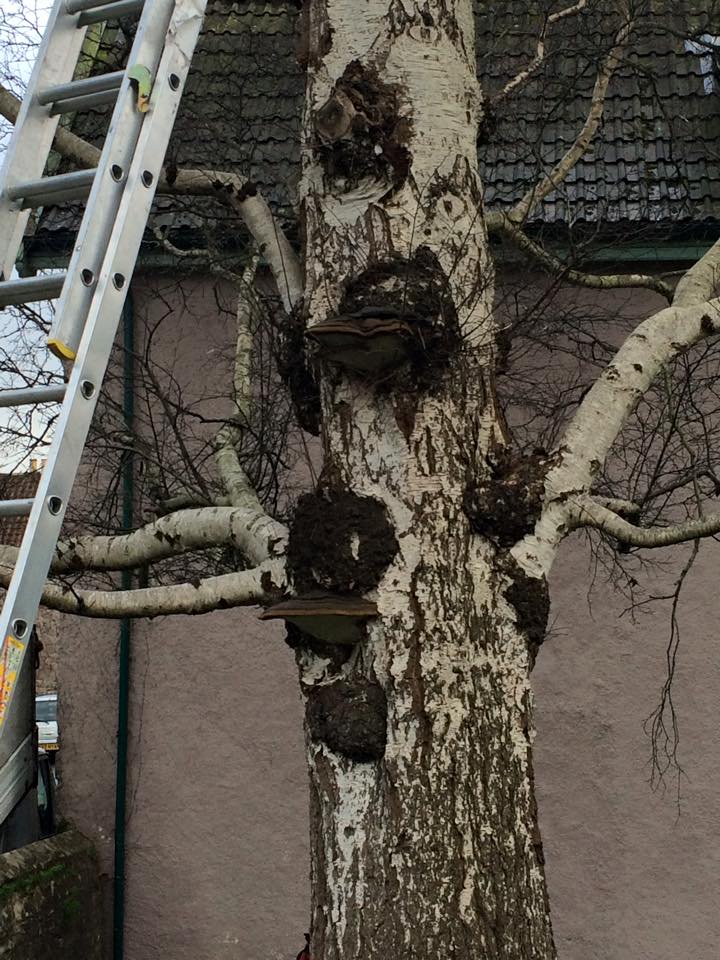 Gallery - Harris Tree Care