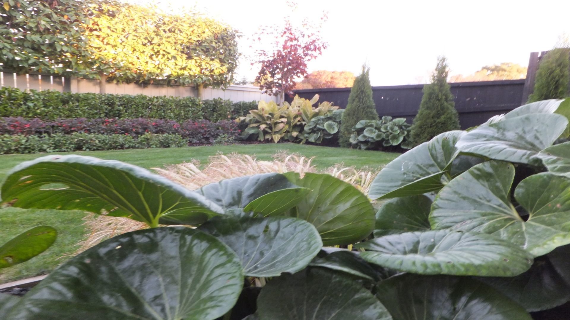 Ligularia Reniformis Tractor Seat Plant. Maintenance Guide