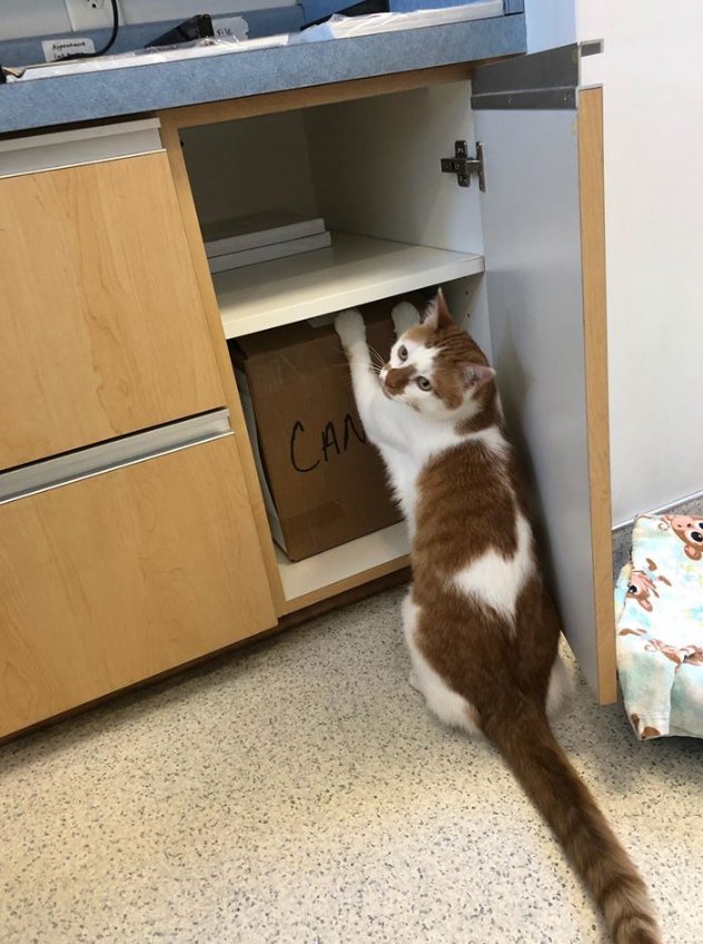 Pet Boarding Services Snellville, GA Brookwood Animal Hospital