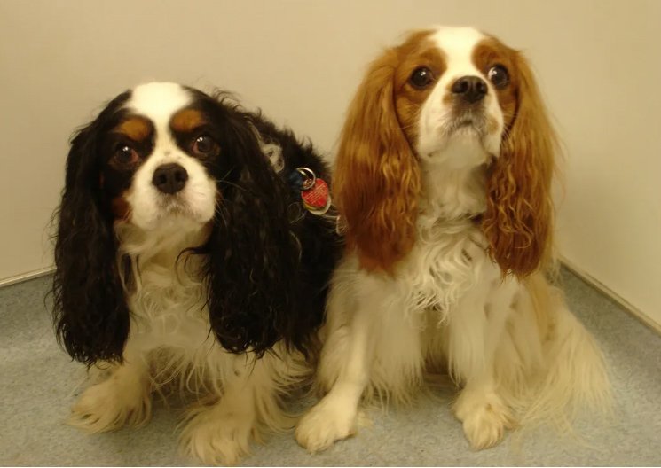 Animal Hospital Snellville, GA Brookwood Animal Hospital