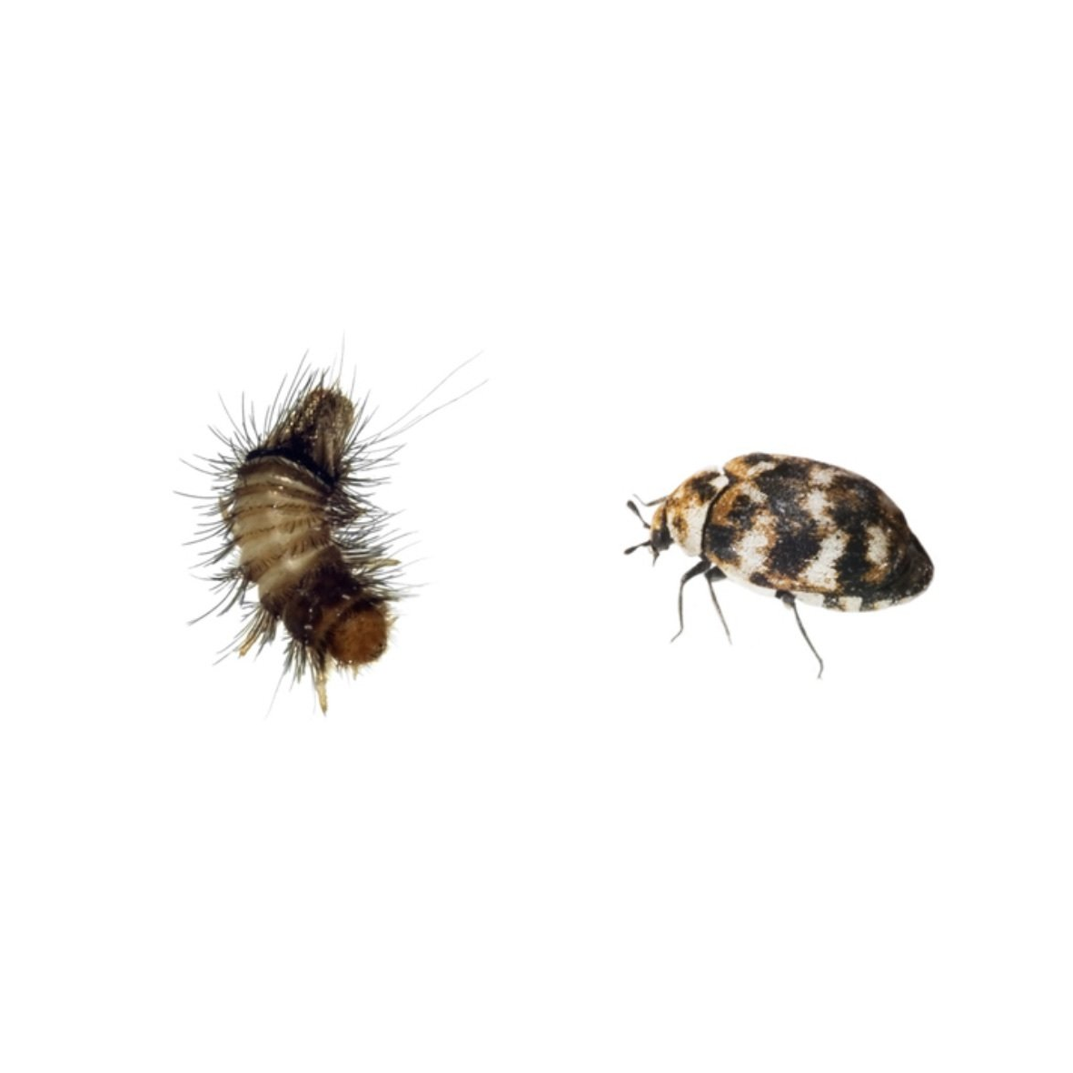 General Pest Treatments | Stewarts Pest Control