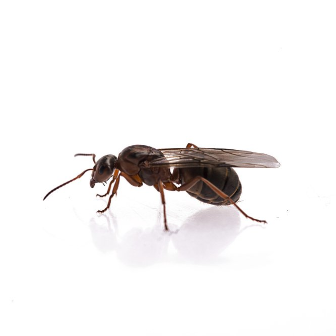 Best Termite Alate Treatment & Control in Perth | Stewarts Pest Control
