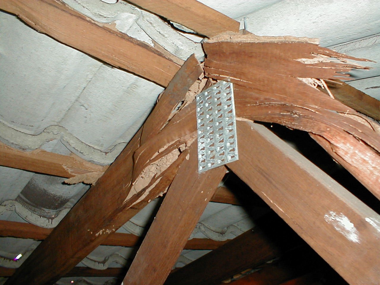 Pre Purchase Timber Pest Inspection Perth | Fast & Reliable