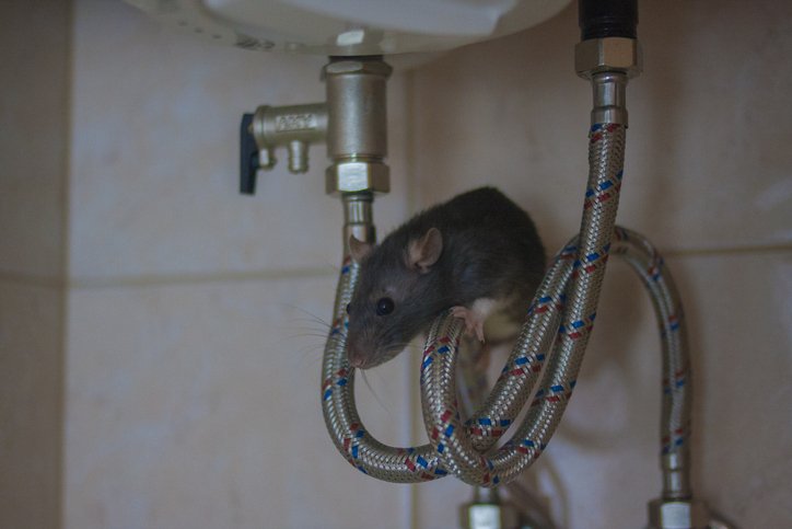 Rodent & Wildlife Control – Naples, FL – Superior Steam