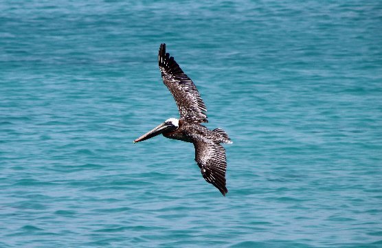 Anna Maria Island Dolphin Tours have the Fun Time your looking for.