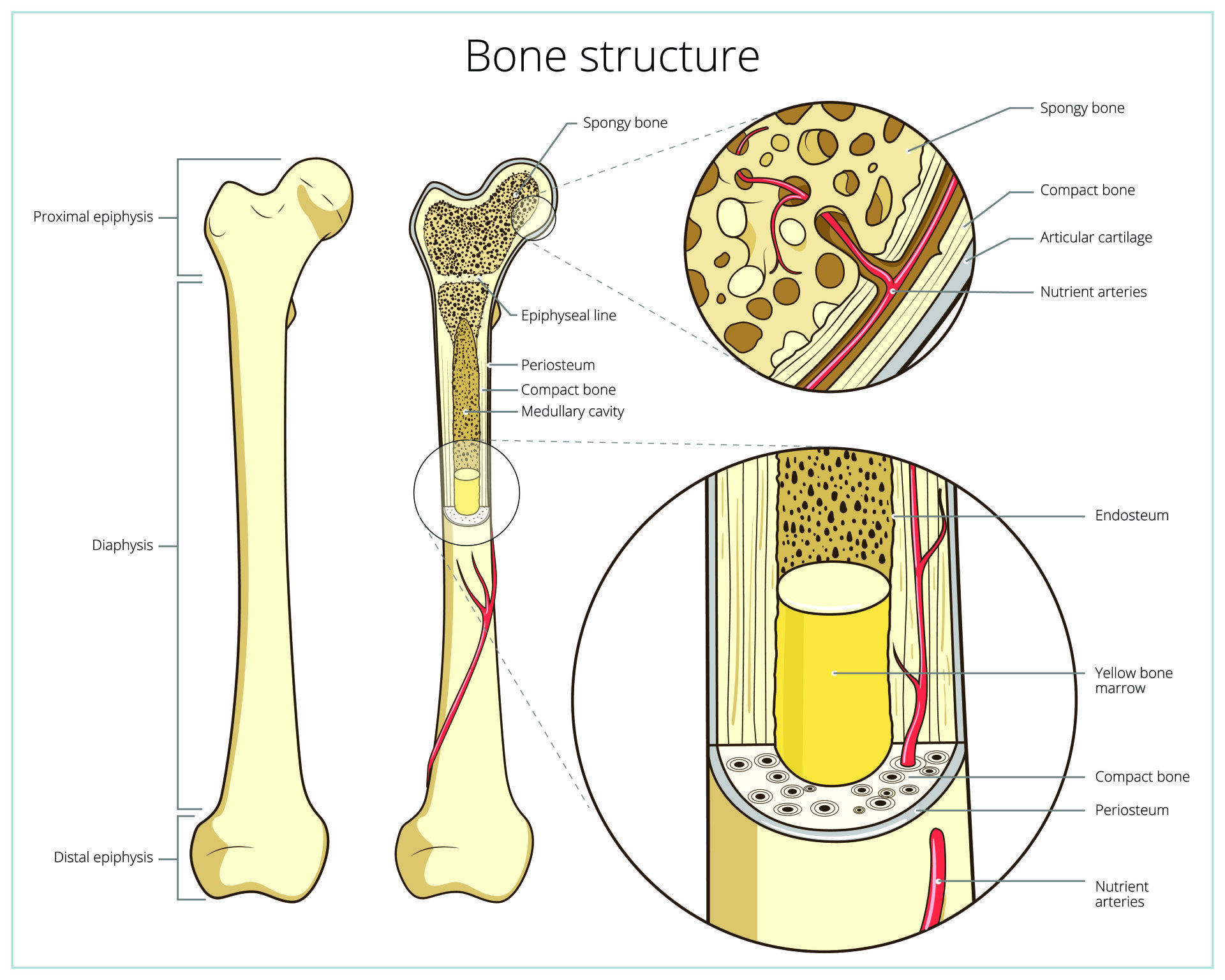 Bone Anatomy and Function