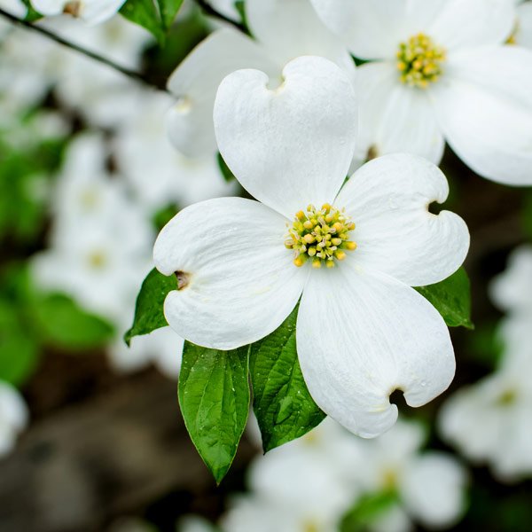 Honaker Funeral Home Honaker, VA