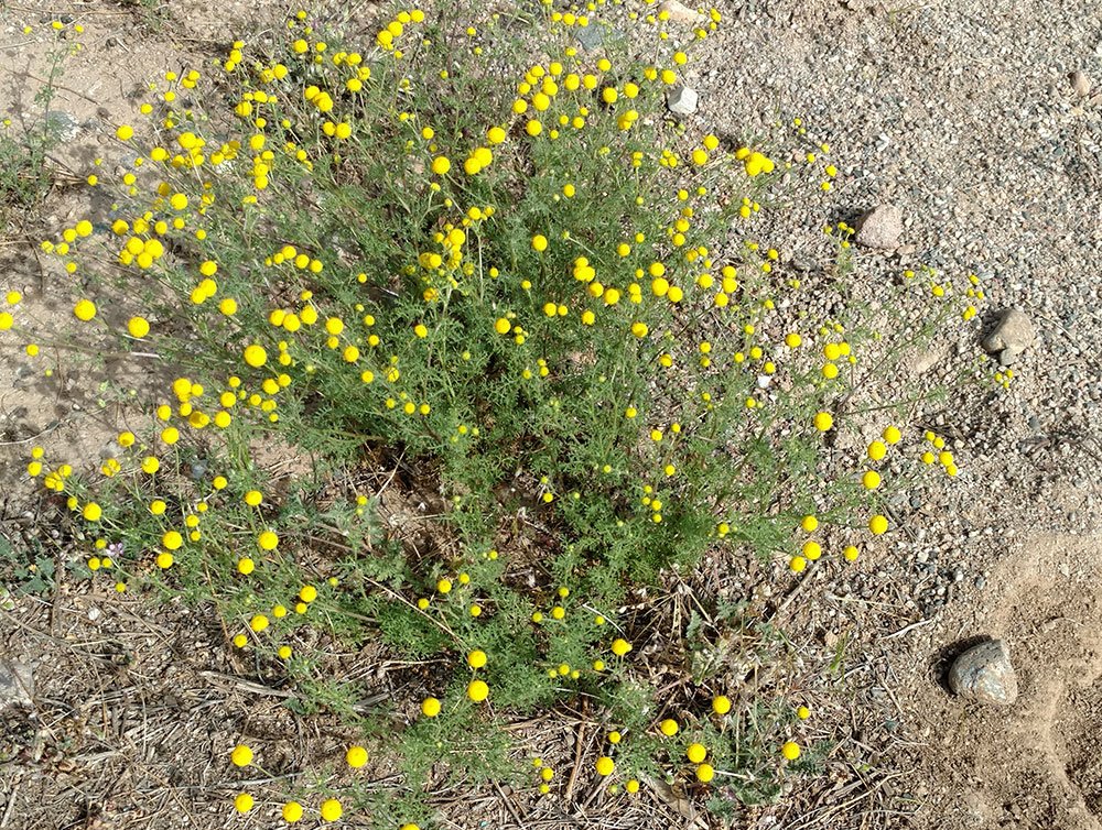 Identify Weeds Suprise, AZ Snyder's Weed Control