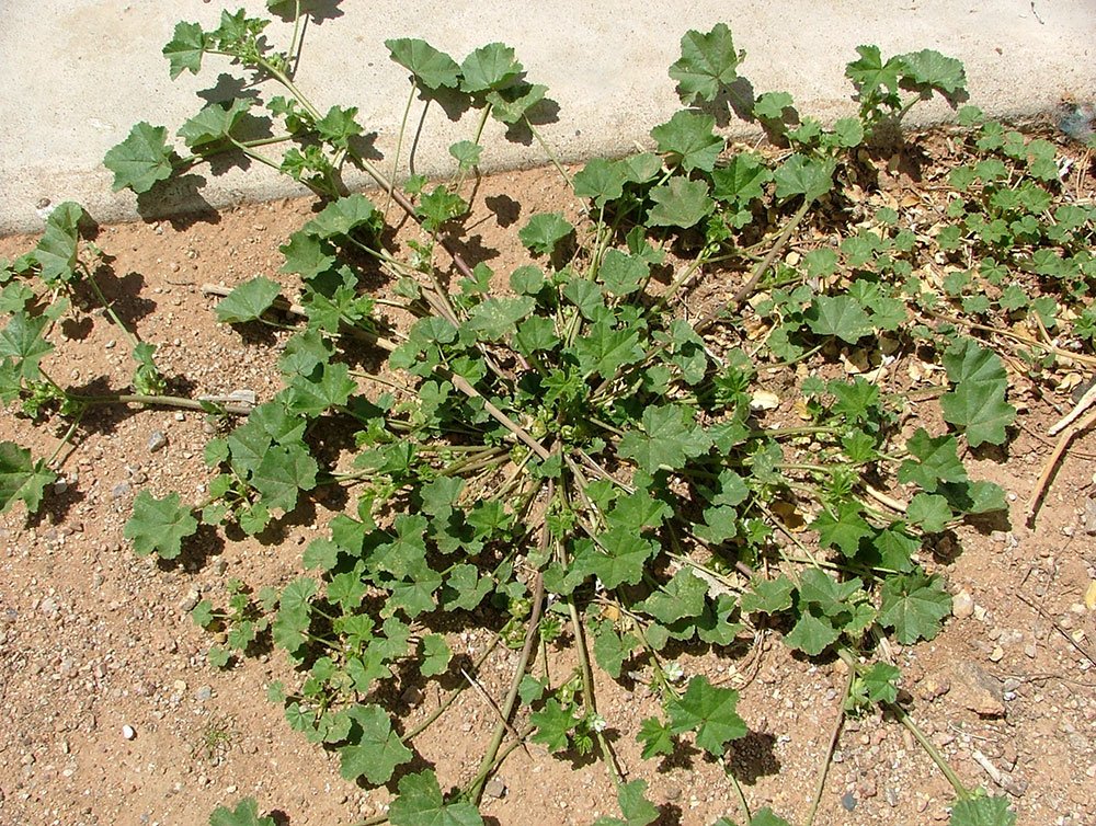 Identify Weeds Suprise, AZ Snyder's Weed Control