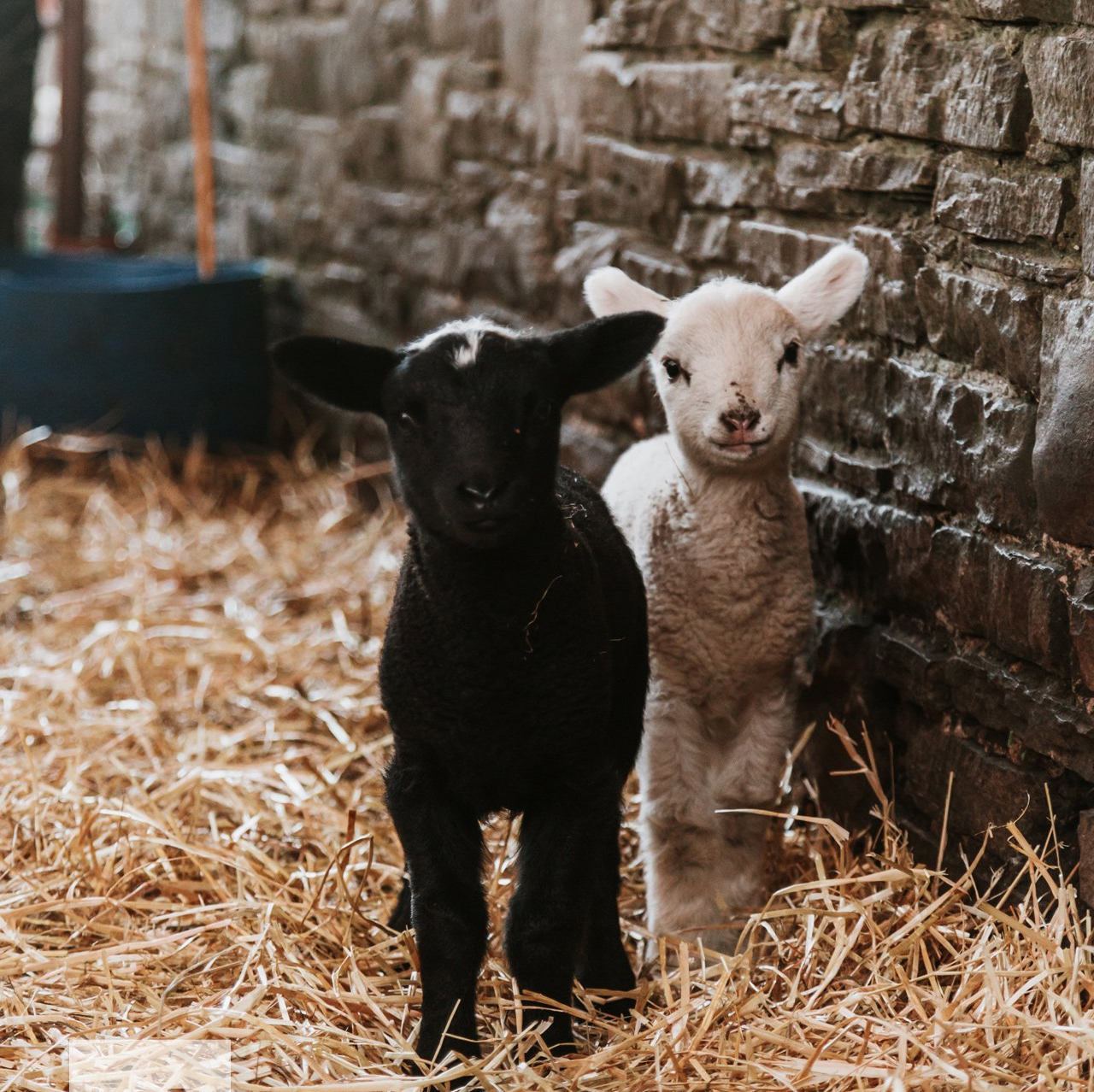 Spring Lambs, by Clitheroe based, Lancashire Photographer