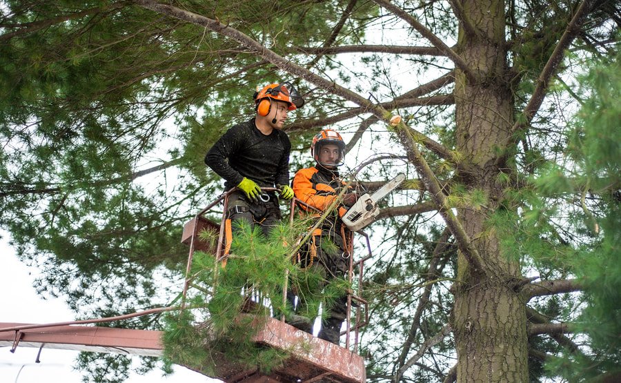 Tree Removal Service, Tree Trimming Service, Denver, CO