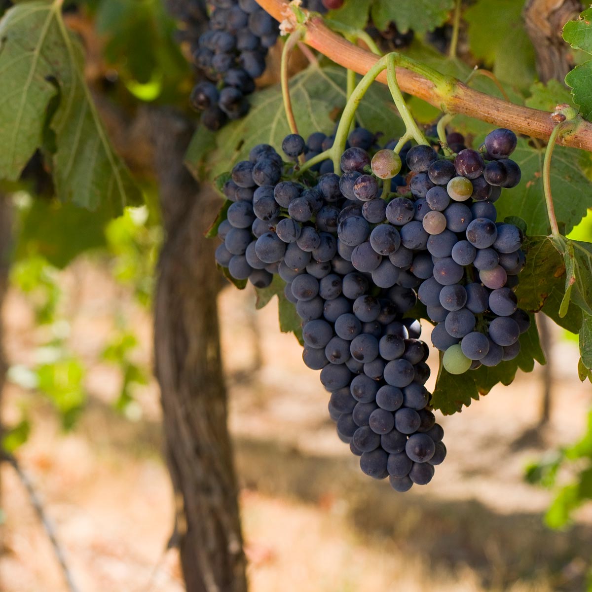 Community and Region Yakima Culture & Activities Apple Ridge Properties