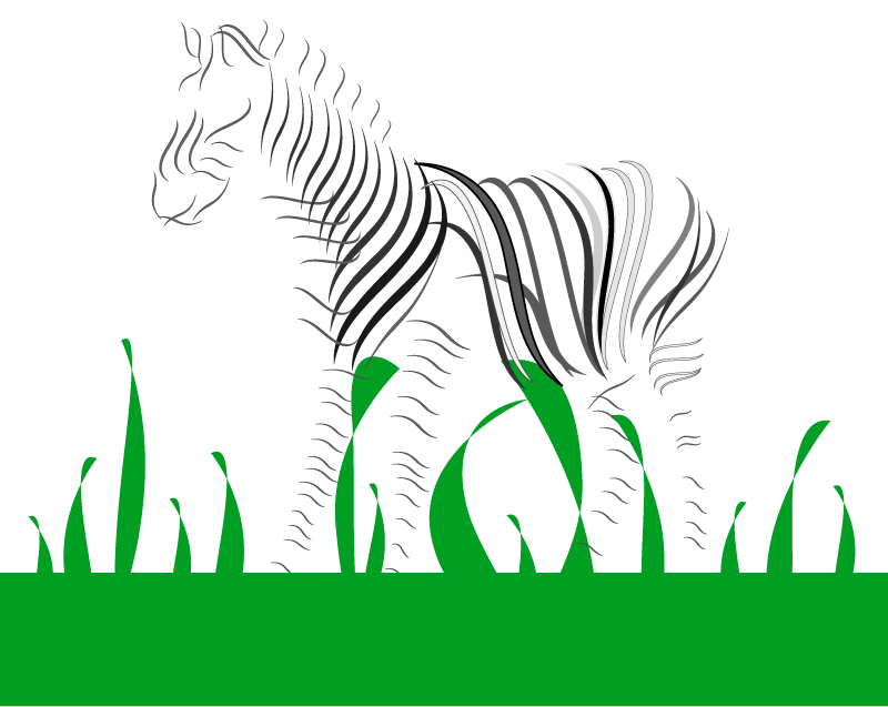 Zebra with black stripes stands in green grass, white background.