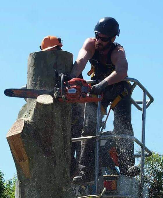 rob tree services tree cut service