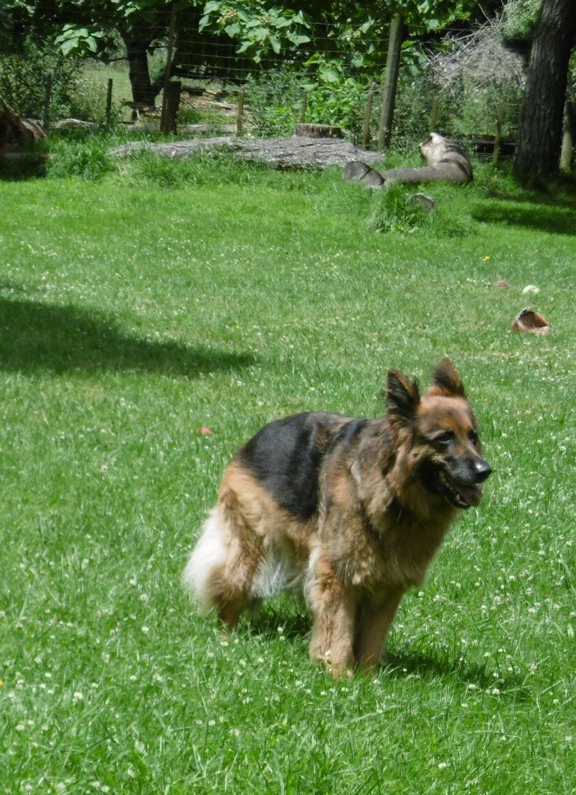 Kennel Waikato, NZ Brackendell Boarding Kennels & Cattery